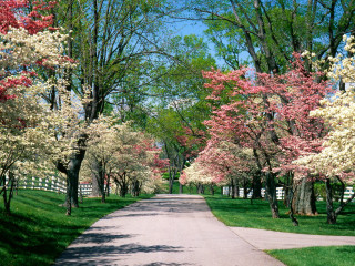 Tree flower road white fence - both side of it free wallpaper