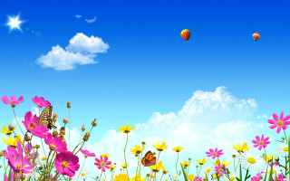 Field flowers butterfly blue sky - a field of flowers free wallpaper