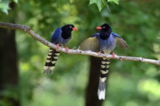 Two birds branch tree looking - a branch in a tree free wallpaper