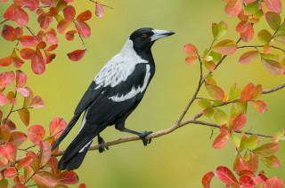 Black white bird branch red - branch free wallpaper