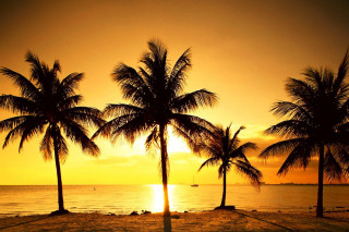 Sunset palm trees boat water - the water free wallpaper