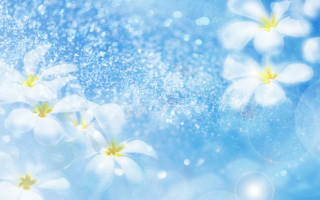 Blue background white flowers water - an gyeon free wallpaper for desktop