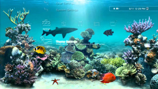 Computer screen fish corals starfish - computer graphic free wallpaper