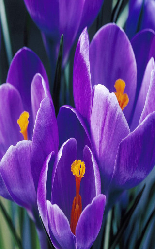 Purple flowers yellow centers vase - clovis trouille free wallpaper