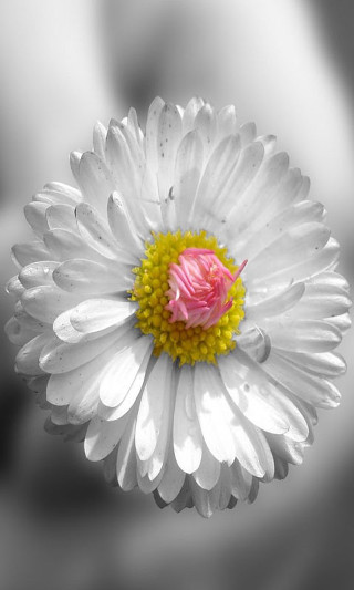 White flower pink center macro - macro photography free wallpaper