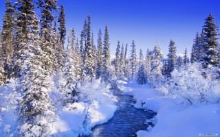 River snow forest tall trees - tall free wallpaper