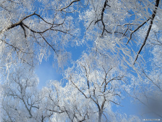 Tree snow blue sky clouds 2 - ecological art free wallpaper