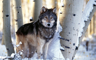Wolf snow trees woods snowground - two tree free wallpaper