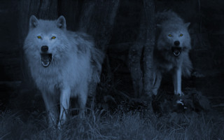 Two white wolves dark mouths - caspar wolf free wallpaper