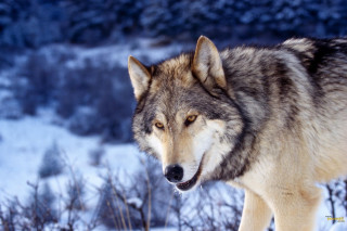 Wolf walking snowy field trees - a snowy field free wallpaper