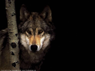 Wolf tree dark glowing eyes - caspar wolf free wallpaper