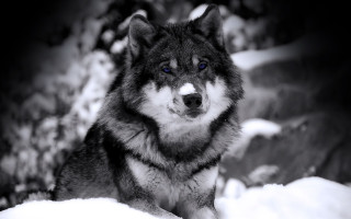 Wolf blue eyes snow camera - caspar wolf free wallpaper