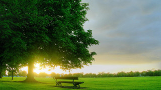 Park bench tree grass sunset - cloudy free wallpaper