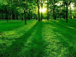 Grassy field trees bench sunshine 2 - a grassy field free wallpaper