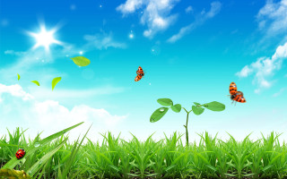 Field grass butterflies blue sky 2 - a few green leaf free wallpaper