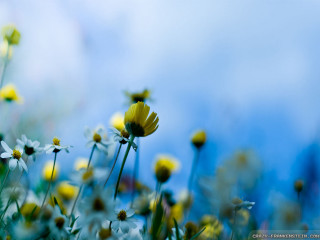 Yellow white flowers blue sky - claire dalby free wallpaper