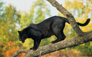 Black cat climbing tree branch - prey free wallpaper