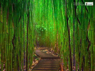 Bamboo forest path green trees - both side of it free wallpaper