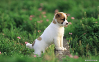 Puppy flowers outdoors blurry background - heroic free wallpaper