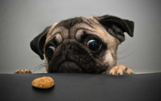Dog looking peanut table paw - his paw free wallpaper