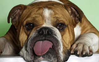 Dog laying table tongue hanging - its tongue free wallpaper