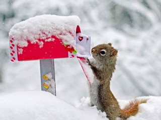 Squirrel eating bird feeder snowy - a squirrel free wallpaper