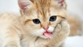 Small kitten tongue hanging out 2 - dom qwek free wallpaper