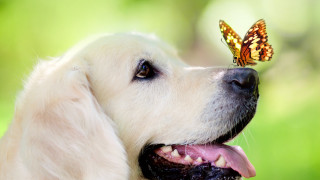 Dog butterfly nose camera blurry - its nose free wallpaper