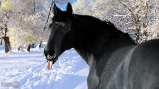 Black horse snow tongue out - a black horse free wallpaper
