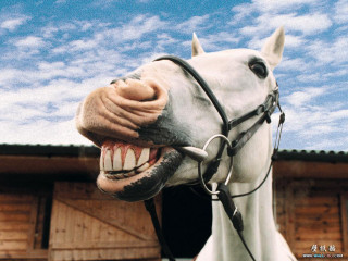 Horse mouth open sky clouds - david young cameron free wallpaper