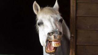 White horse mouth open teeth - showing free wallpaper