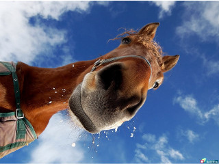 Horse snow camera man taking - wide free wallpaper