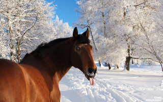 Horse snow mouth open tongue - covered ground free wallpaper