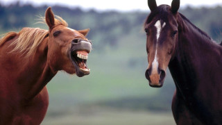 Two horses mouths open - verdadism free wallpaper