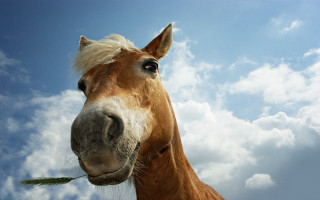 Horse long mane blue sky - a long mane free wallpaper