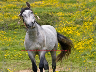 White horse black mane yellow - a white horse free wallpaper