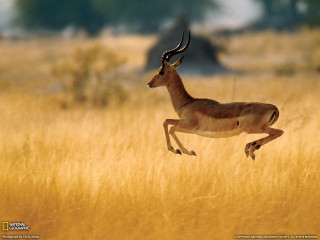 Gazelle running tall grass background - tall grass free wallpaper