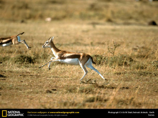 Gazelles running dry grass field - a dry grass field free wallpaper
