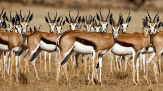 Gazelle herd dry grass field - a dry grass field free wallpaper