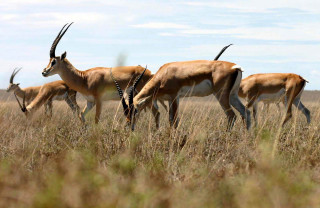 Herd antelope dry grass field - a dry grass field free wallpaper