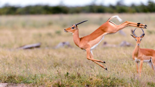 Gazelles jumping grass field trees - arabesque free wallpaper for desktop