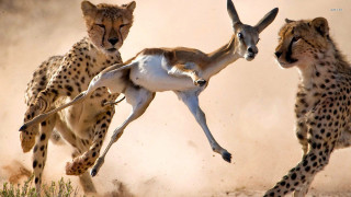 Wild animals running dirt together - fabien charuau free wallpaper