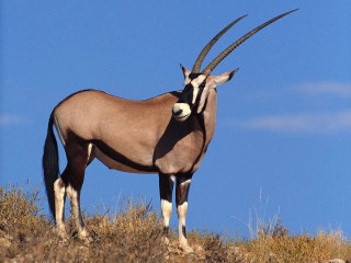Gazelle hill horns openmouth blue - its mouth free wallpaper