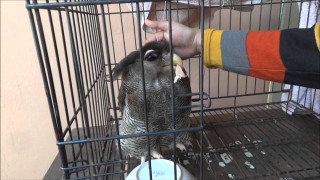 Bird fed person cage toilet - upper body free wallpaper