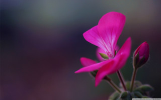 Pink flower macro blurry background 4 - a pink flower free wallpaper for desktop