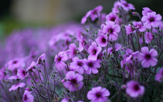 Purple flowers field grass dirt - a field of grass and dirt free wallpaper