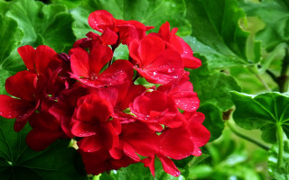 Red flower green leaves water - green leaf and water droplets free wallpaper