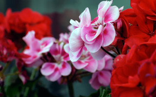 Red pink flowers vase water - water droplet free wallpaper