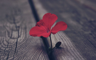 Red flower bloom wooden surface - a wooden surface free wallpaper