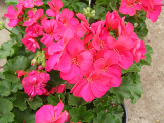 Potted plant pink flowers green - center free wallpaper